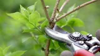 How to prune spring flowering shrubs  Grow at Home  Royal Horticultural Society [upl. by Lyndsey]