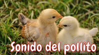 Sonido del pollito piando chicken Sound [upl. by Slayton121]