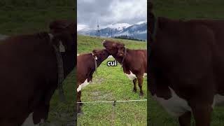 Le Mucche Hanno Amici 🐄❤️ [upl. by Nevad]