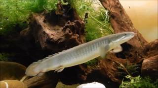 Flösselhechte  Polypterus Senegalus [upl. by Nenad]