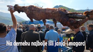 Na Derneku najbolje išli janjci i magarci [upl. by Anaeda]