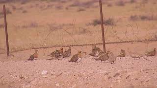 Pin tailed amp Spotted Sandgrouse [upl. by Labana522]