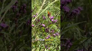 Butterfly Plant for Lateseason Nectar with Purple Flowers  Ironweed Vernonia spp [upl. by Egres]