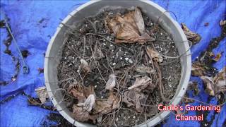 How To Store Caladium Bulbs For Winter [upl. by Nuawed]