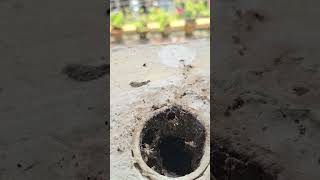 തേനീച്ചBee hive 🐝JIBIS PETS💫youtubeshorts shortsfeed [upl. by Rratsal]