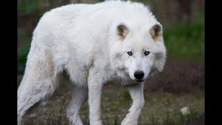 13 Things worth knowing about the ARCTIC WOLF [upl. by Nohj]