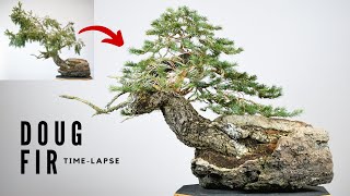 Doug Fir Bonsai Timelapse [upl. by Aytida750]