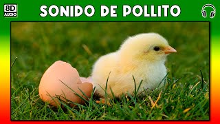 SONIDO DE POLLITO 🐥 [upl. by Burkitt]