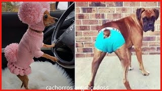 🐶 CACHORROS ENGRAÇADOS  Tente Não rir  Videos Super Engraçados [upl. by Razec]