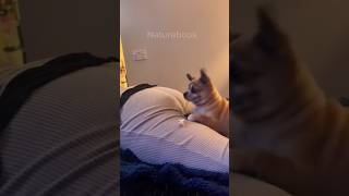 Cats And Dogs Reaction To Farts 🤣😂😂 funny viralshorts shortsvideo [upl. by Kylander]