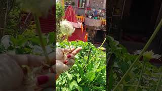 How to collect gerbera seeds gerbera [upl. by Emilie]