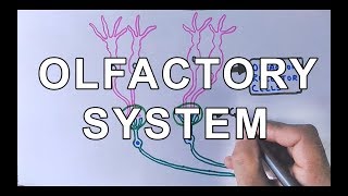 Chemosensory System  Olfactory System Structure amp Olfaction in Brain [upl. by Tung]