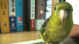 Lineolated parakeets how to learn singing [upl. by Rivard888]