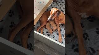 Masai Mara Idra and her Puppies ❤️ rhodesianridgeback puppies cuccioli ridgeback [upl. by Ainerol]