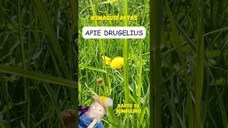 Apie drugelius smagusfaktas pasakos [upl. by Aryamoy]