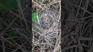 Nest with growing chicks of European stonechats Saxicola rubicola after a week [upl. by Euridice]