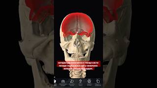 Sinus frontalis 3d pirogov anatomy [upl. by Coit]