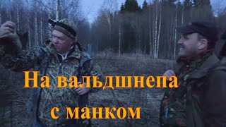 Охота на вальдшнепа woodcock hunting 8 ЧемпионampЯзь [upl. by Irik156]