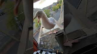 My Pet Seagulls Baby Returns [upl. by Leummas885]