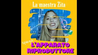 L’apparato riproduttore spiegato dalla maestra Zita [upl. by Nirat358]