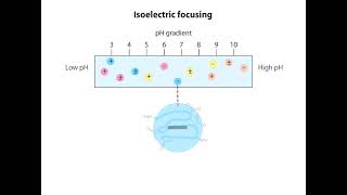 Isoelectric Focusing Animation I CSIR NET Life Science I GATE Life Science I DBT JRF [upl. by Parrie]