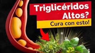 🌿2 PLANTAS IMPLACABLES para TRIGLICÉRIDOS ALTOS🔥 [upl. by Nnaxor]