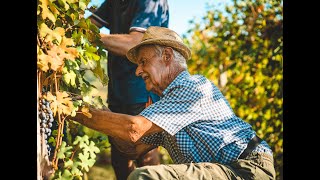 Manzone Giovanni la Vendemmia 2023 dei nostri Nebbiolo da Barolo [upl. by Odragde]