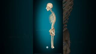 How to move the vertebral column  ribs movement  vertebral cranialbones anatomy mbbs anm [upl. by Atsilac]