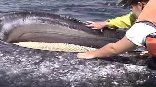 Gray Whale Baleen  San Ignacio Lagoon [upl. by Valera516]