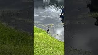 Spray Spray…Look out Cormorant Bird birds anhinga spray boat cormorant [upl. by Karmen]