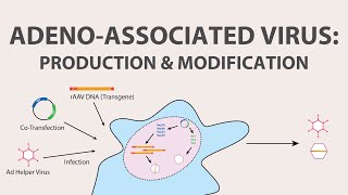 2 Adeno Associated Virus AAV  Production and Modification of AAV [upl. by Melvina540]