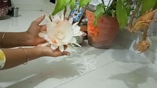 Very rare  Brahma kamalam 5 flowers blooms at my home Queen of the night 🙏🙏🙏 [upl. by Gordan]