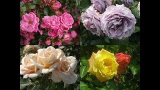 Amazing and Most Beautiful ADR Roses [upl. by Fujio]