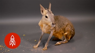 The Patagonian Mara Is a Rodent on the Run [upl. by Faubion]