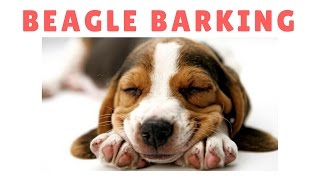 Best Beagle Barking Compilation  Dogs Barking Sound [upl. by Anoik]