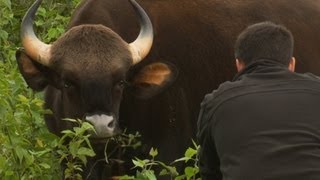 Worlds Biggest Wild Cows  Dangerous Gaur of India [upl. by Marianne519]