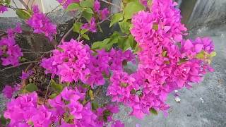 BOUGAINVILLEA FLOWERING SHAPING HEIGHT INCREASING  IN ENGLISH AND HINDI [upl. by Sotnas]