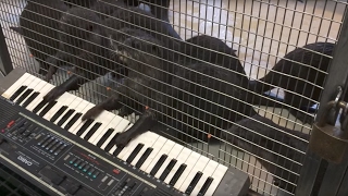 Zoo gives animals musical instruments [upl. by Anatollo115]