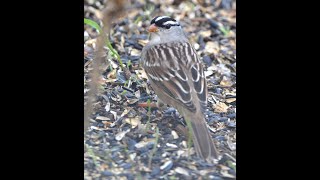 White crowned Sparrow 1 [upl. by Chilson]