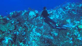 Spearfishing New Caledonia  Picot du large par Seb PEREZ  Extérieur Passe de Dumbéa [upl. by Akila]