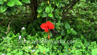 Redbreast butterfly on a Hibiscus flower [upl. by Okomom]