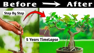 Bonsai Time Lapse [upl. by Ahtnicaj]