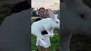 Gigantic Bunnies Meet the Flemish Giant Rabbit [upl. by Bollay]