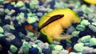 Otocinclus catfish eating zucchini [upl. by Nnylacissej]