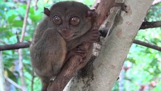 Tarsier  the smallest monkey in the world HD [upl. by Tonia317]