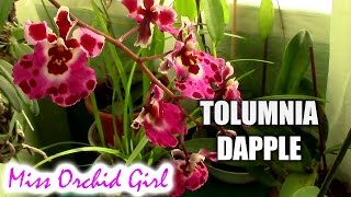 Tolumnia Jairak Flyer Dapple  another orchid jewel [upl. by Cogan263]