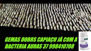 GEMAS BRS CAPIAÇU JÁ COM A BACTERIA AURAS DA EMBRAPA 37 998410708 [upl. by Foote915]