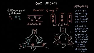 LE CAPILLAIRE SANGUIN partie 2  HISTOLOGIE [upl. by Endor]