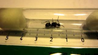 Polyrhachis proxima queen  Test tube view [upl. by Gnaoh]