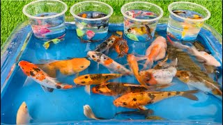 Unboxing Koi fish Betta fish goldfish colorful fish turtles lobsters broomstick fish catfish [upl. by Aralk]